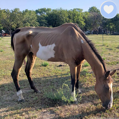 Funded - Save Emaciated Horse Named Cash