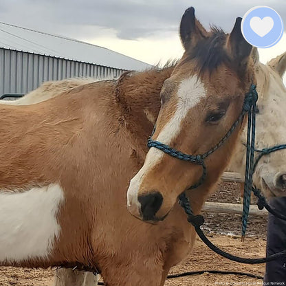 Funded - Save Emaciated Horse Named Cash