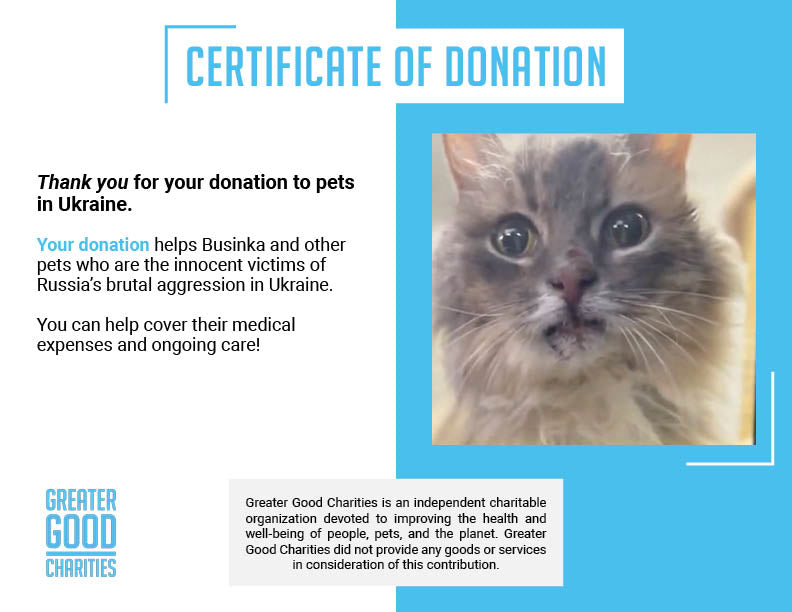 Funded: Help Senior Cat Rescued From Frontlines Heal