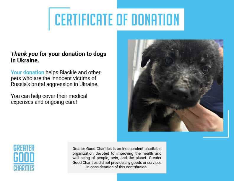 Funded: Help Malnourished Puppy Rescued From War Zone