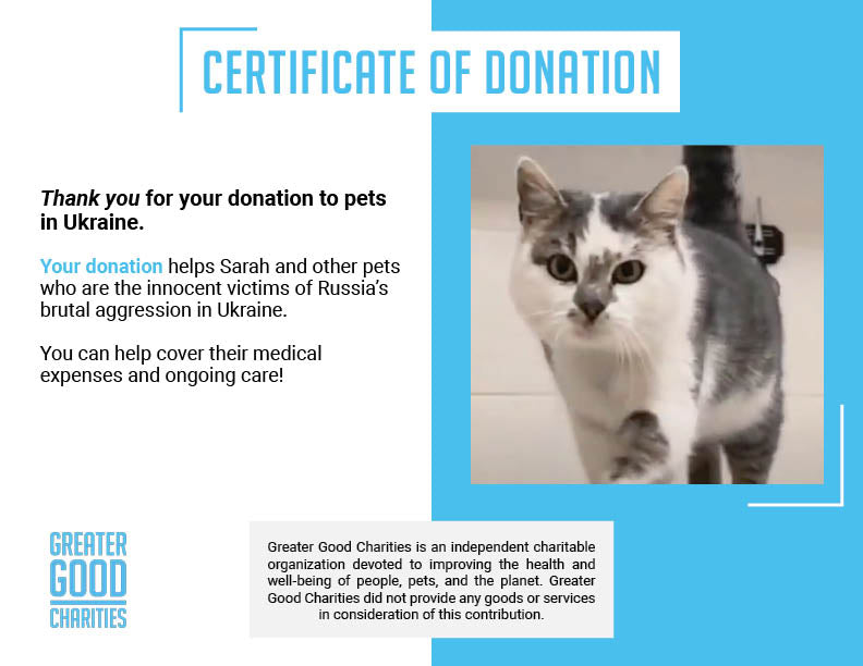 Funded: Starving Cat Rescued from Destroyed Village Needs Emergency Care