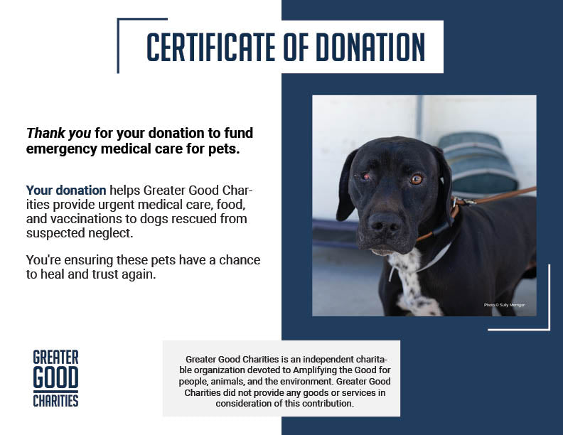 Help Dog with Missing Eye Trust Again After Being Rescued from Neglect