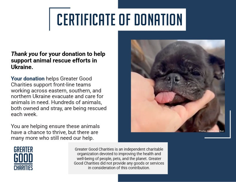 Care for Neglected Senior Pug Rescued from Horrifying Breeding Farm