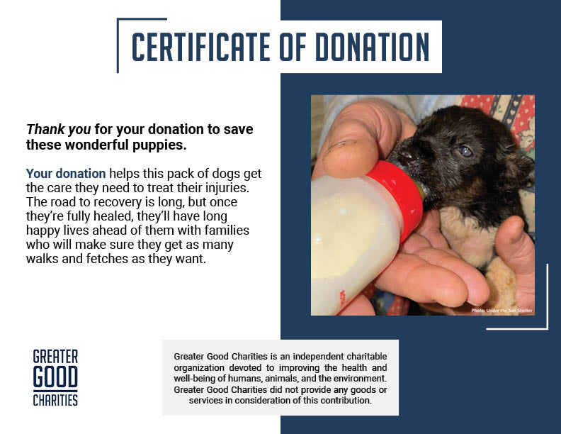 Funded: Save Abandoned Newborn Puppies Fighting for Their Lives in Ukraine