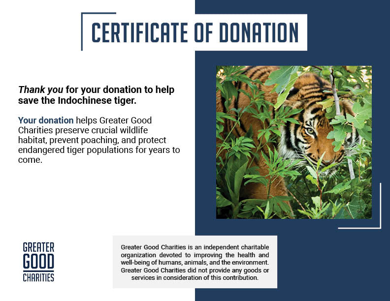 Save the Indochinese Tiger Before It Disappears
