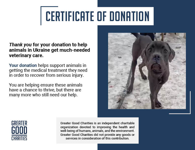 Funded: Emaciated Dogs Rescued from War-Torn Village Need Your Support to Survive