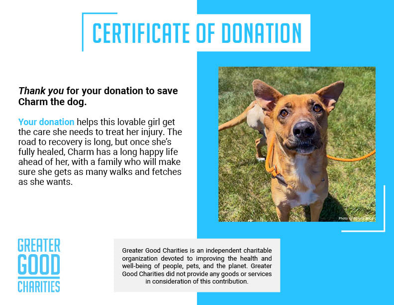 Funded: Emaciated Mama Dog with Broken Leg Needs Your Support to Walk Again