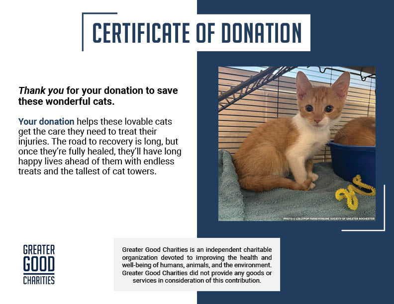 Funded: Help Over 50 Sick Cats Rescued from Deplorable Conditions Recover