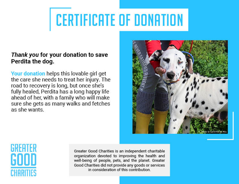 Funded: Blind Dalmatian Surrendered with Bullet Fragments in Her Head Needs Your Support to Heal