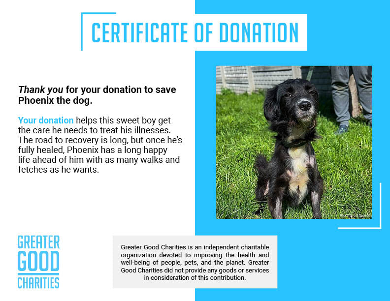 Funded: Help Ukraine Dog Found in Rubble of Destroyed Building Get Emergency Surgery