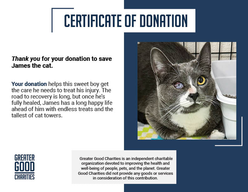 Seeing-Eye Cat James Suffering with Painful Blind Eye Needs a Chance to Heal