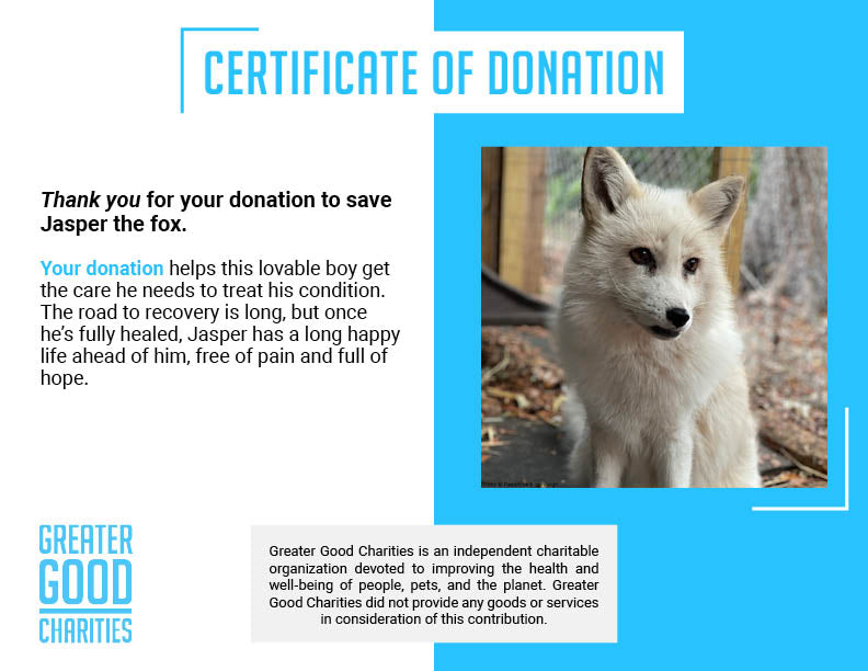 Support Jasper The Fox After Rescue From Fur Trade