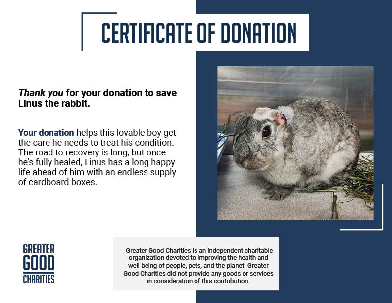 Help Linus the Rabbit Heal After Double Ear Amputation