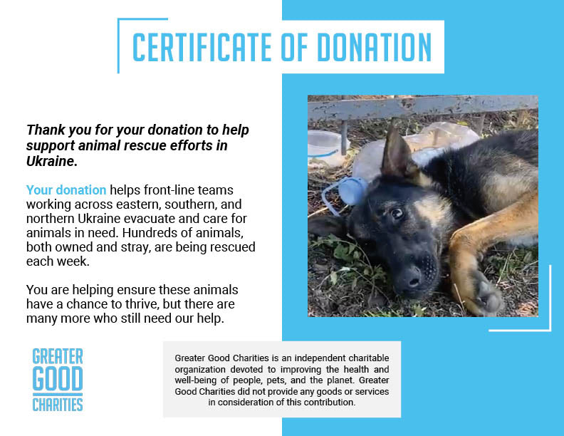 Sick German Shepherd Found Barely Alive in Cemetery Needs Emergency Care