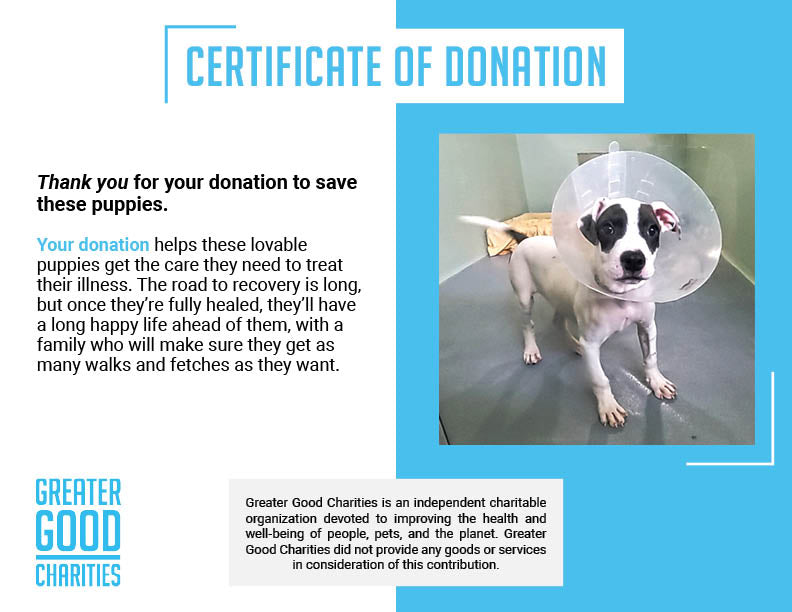 Funded: Help Litter of Puppies Recover From Life-Threatening Parvo