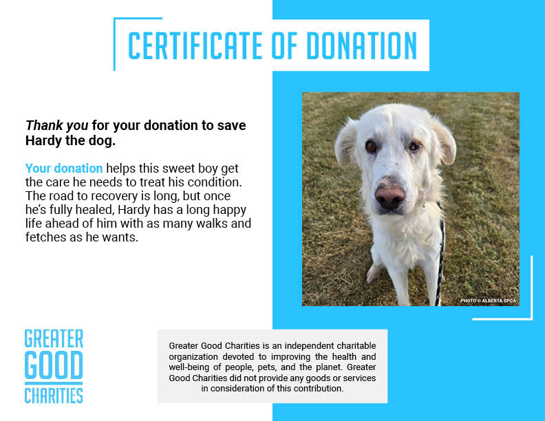 Starving Hardy with Severely Injured Eye Needs Critical Surgery