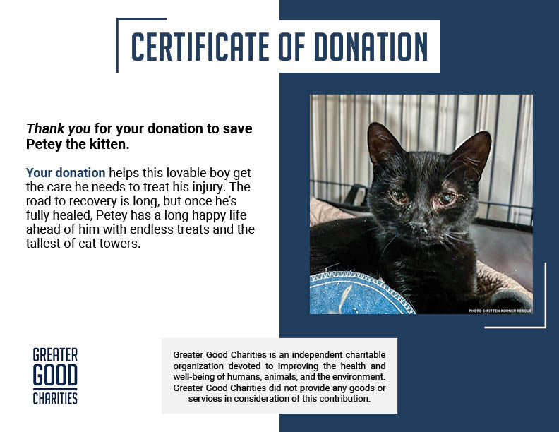 Rescued Kitten with Inflamed Eye Needs Surgery to See Again