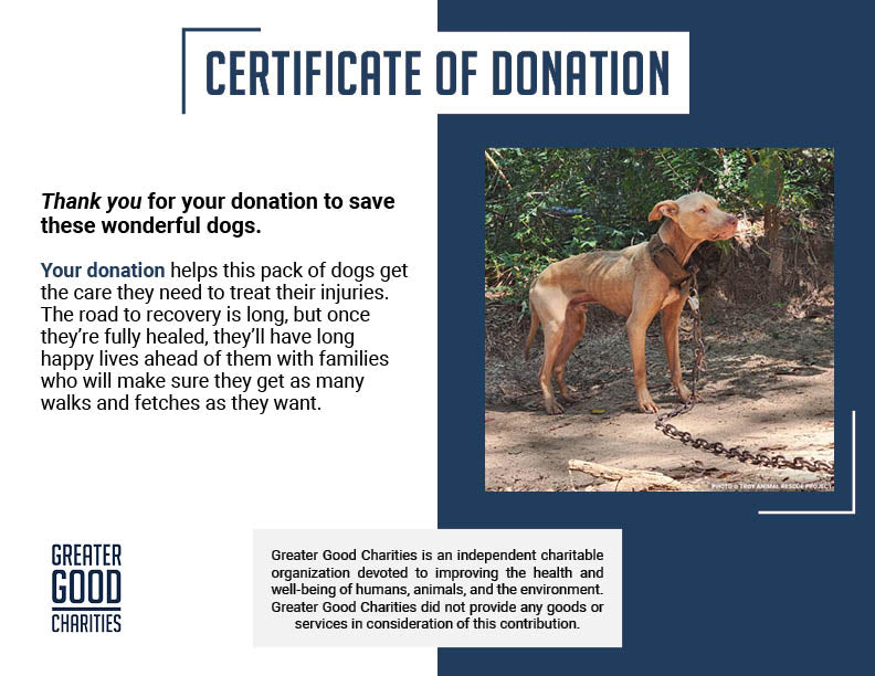 Funded: Help Dogs Removed from Chains Get Medical Care for Untreated Injuries & Illnesses