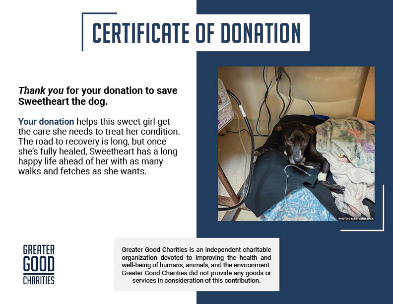 Sweetheart Is Battling a Life-Threatening Infection & Needs Urgent Support