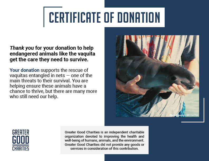Rescue Critically Endangered Porpoises From Fishing Net Entanglements