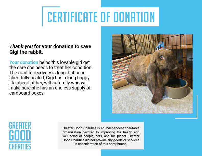 Funded: Help Gigi the Rabbit Heal