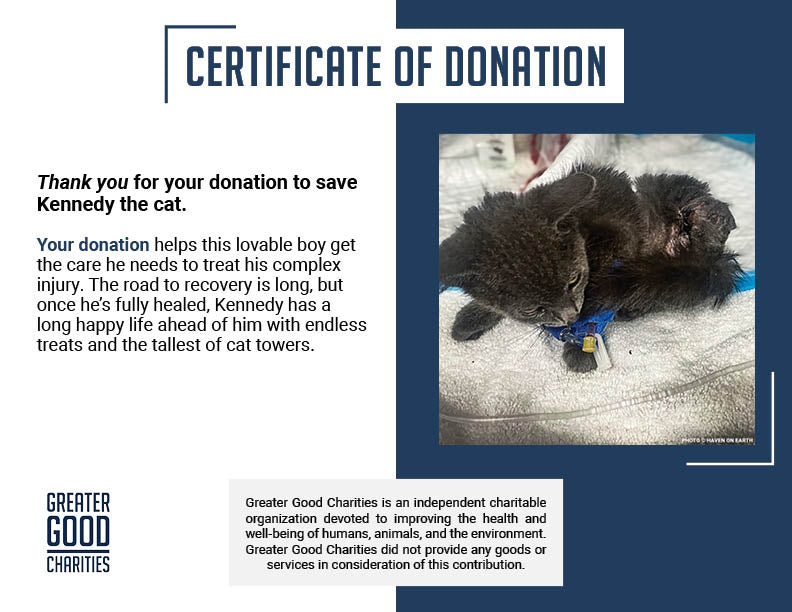 Funded: Help Kennedy Survive After Being Attacked by Animal