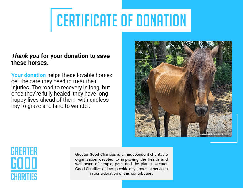 Help Emaciated Horses Heal from Severe Neglect