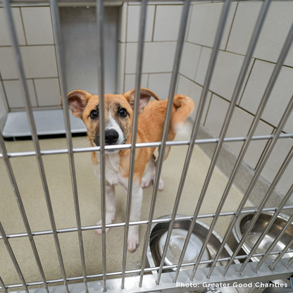 Send a Care Package to a Shelter Pet