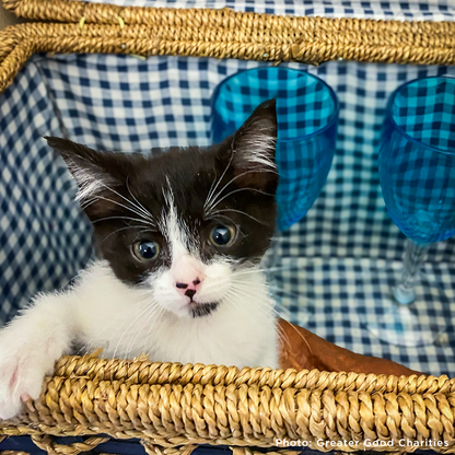 Help Fly Pets to Freedom