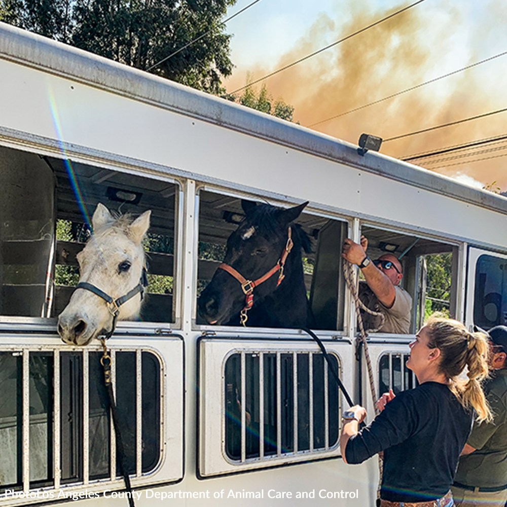 Crisis in California: Rush Aid to People & Pets Devastated by Wildfires