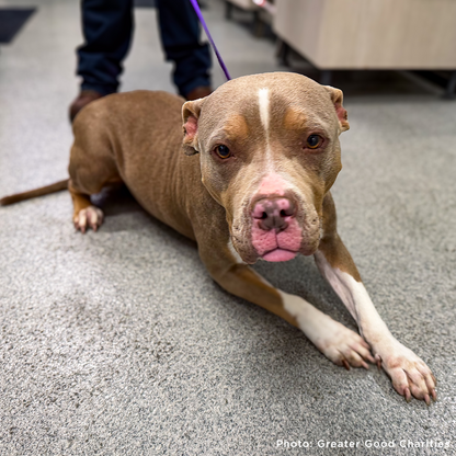 Help Fly Pets to Freedom