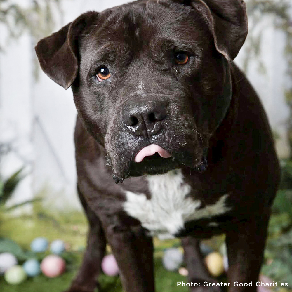 Help Fly Pets to Freedom