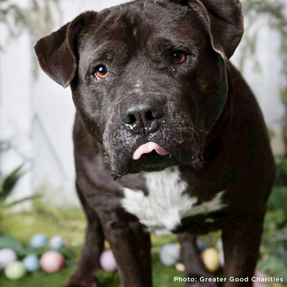 Help Fly Pets to Freedom