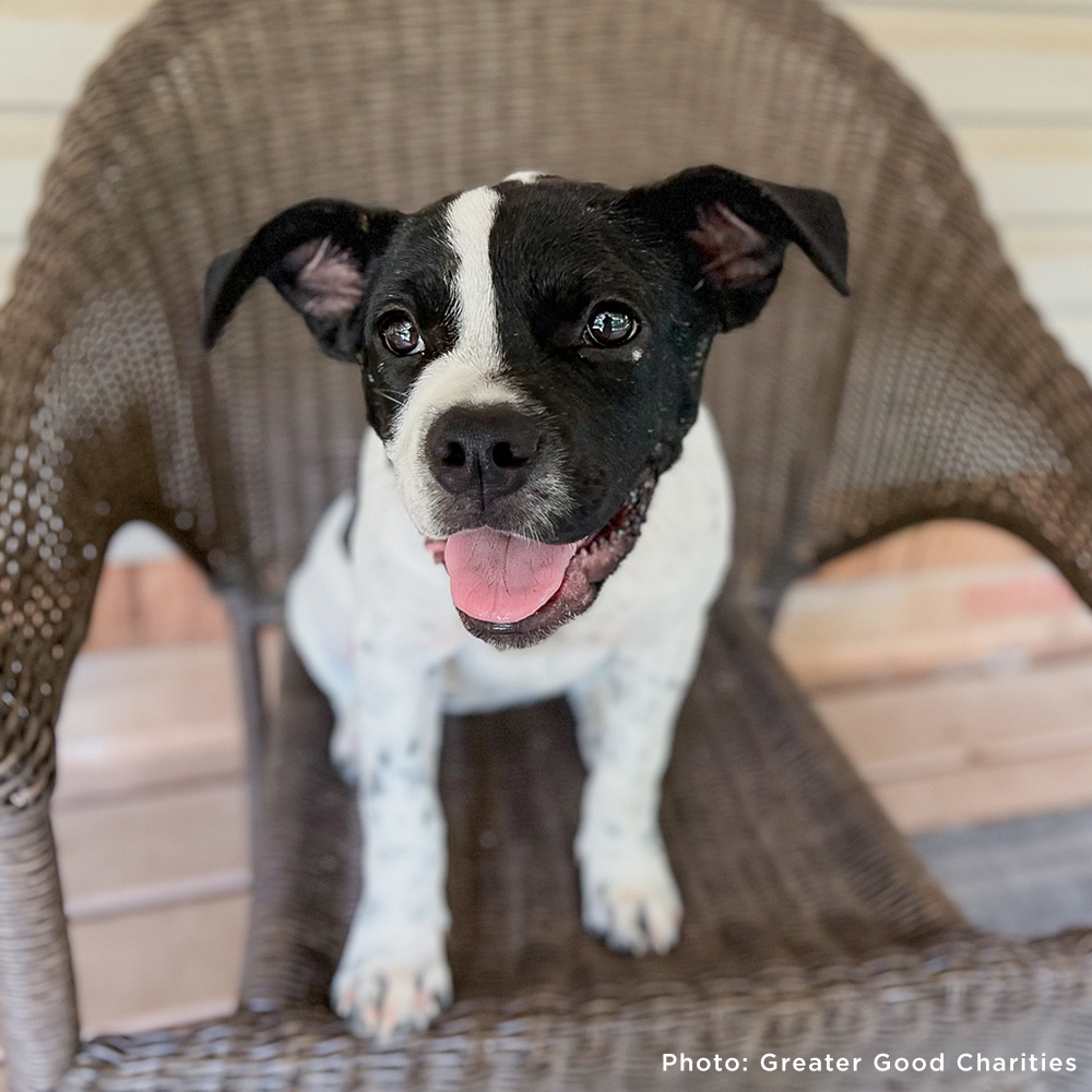 Help Fly Pets to Freedom