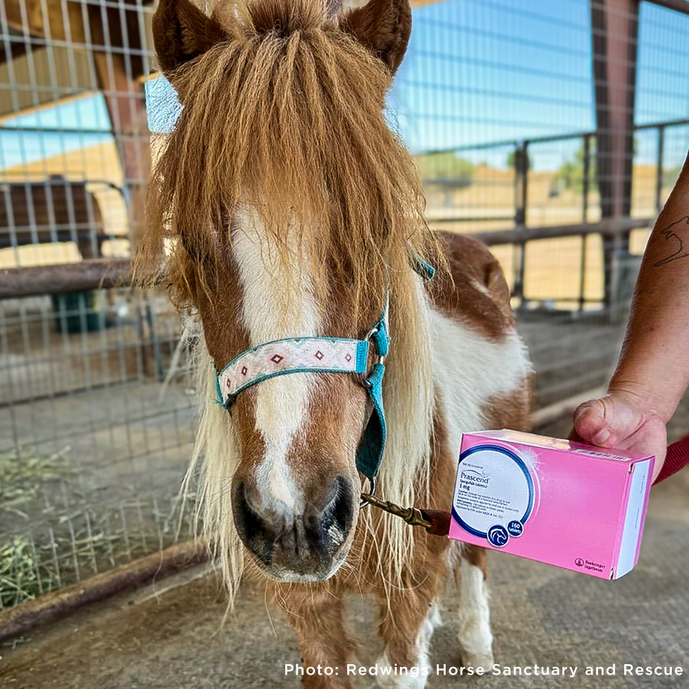 Help Injured and Neglected Horses in Urgent Need of Care