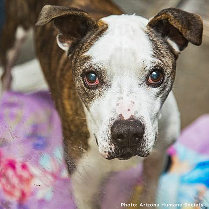 Care Packages for Shelter Dogs