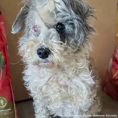Send Support Packages To Senior Dogs