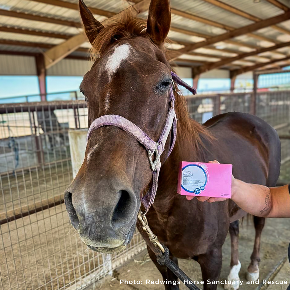 Help Injured and Neglected Horses in Urgent Need of Care