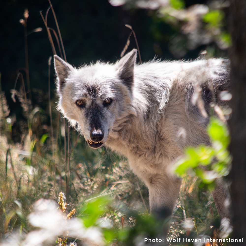 Every Wolf Needs a Companion: Help Fly Nicky to Billie