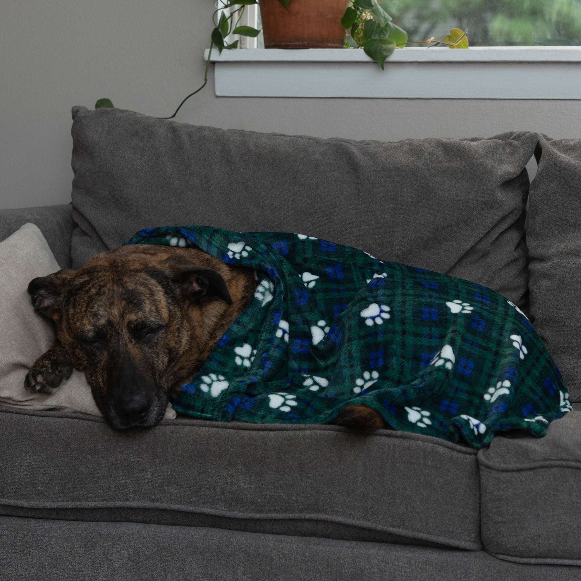 A sleeping dog resting on a gray couch, covered with a green plaid blanket featuring white paw prints.