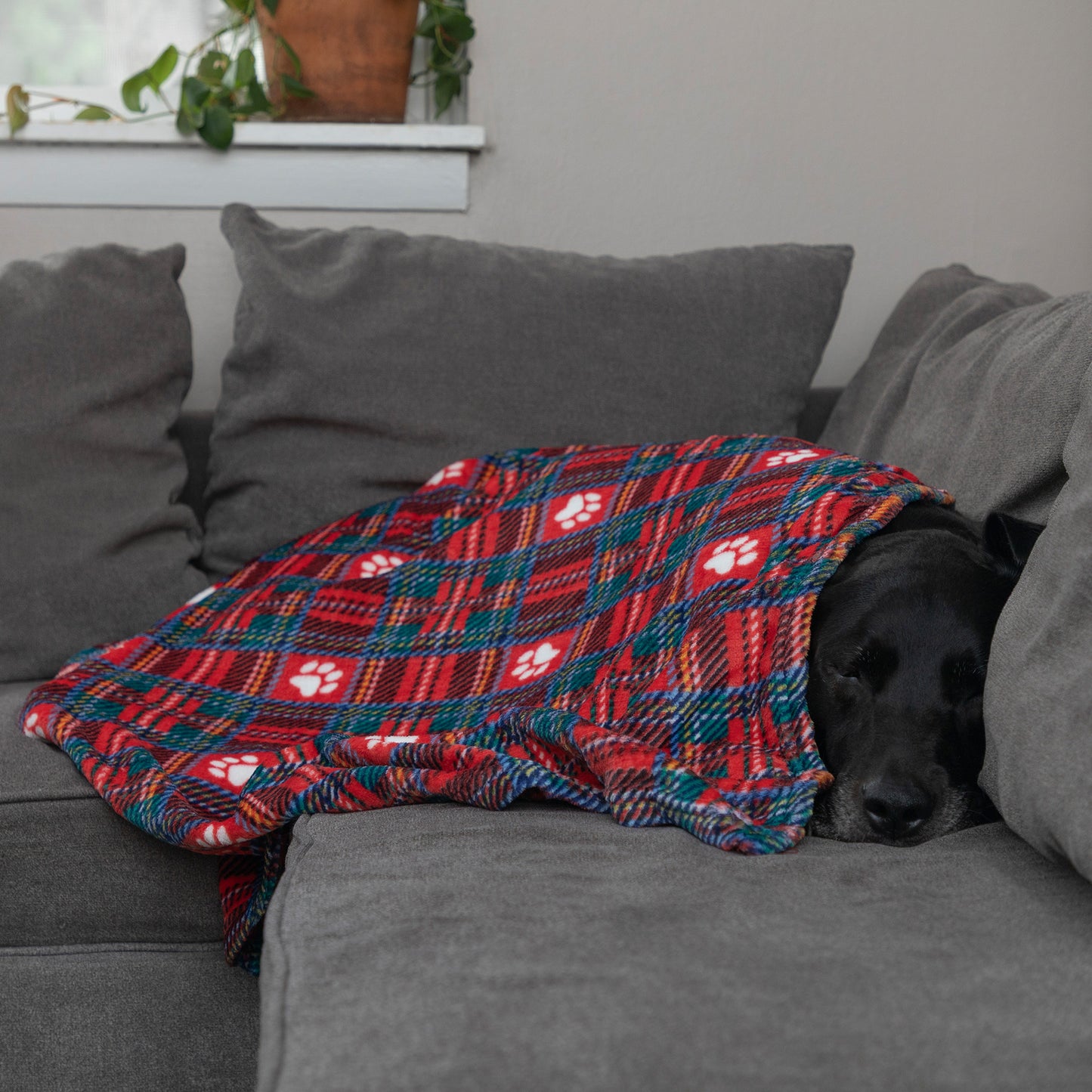 A black dog rests on a gray couch under a red plaid blanket with white paw prints and blue accents.