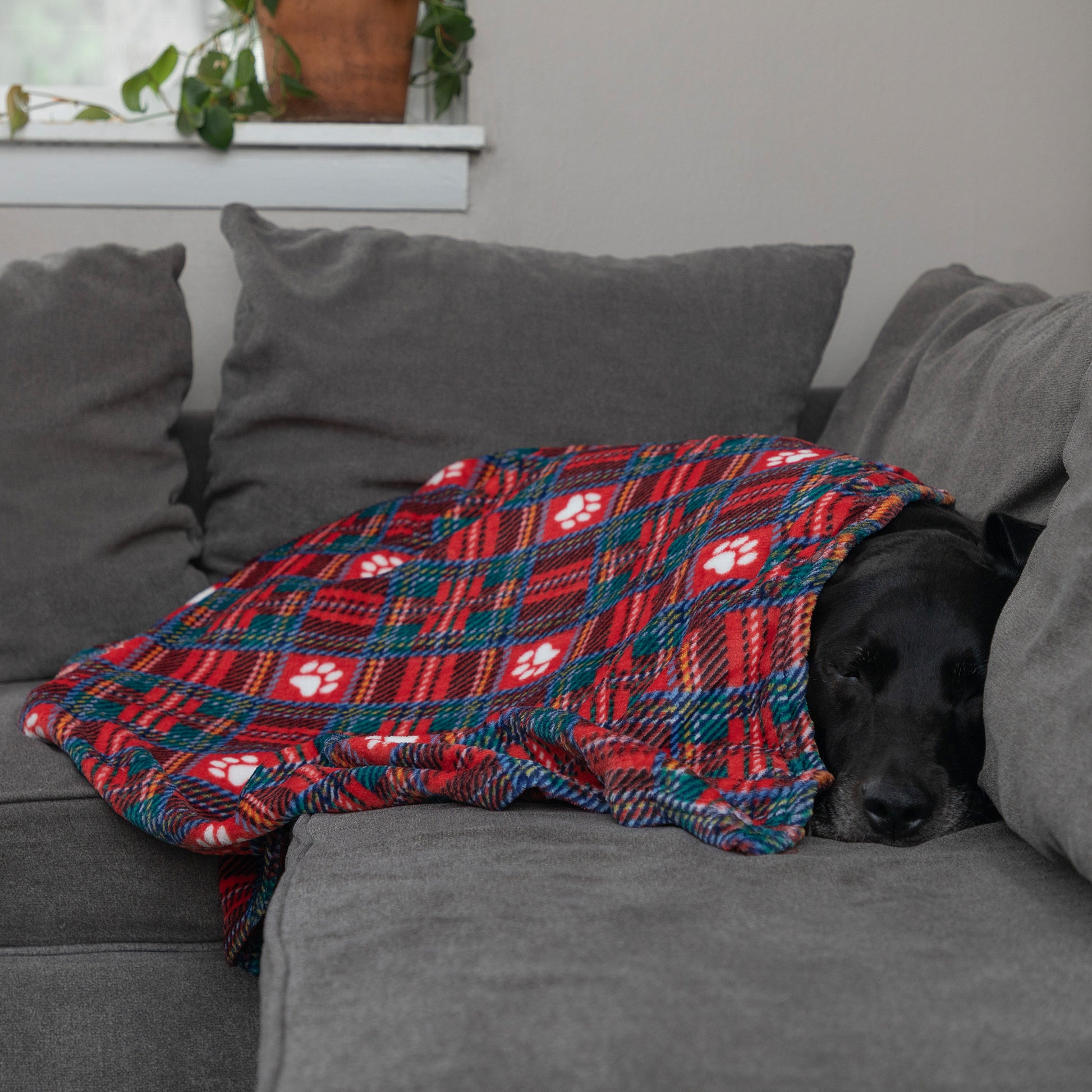 A black dog rests on a gray couch under a red plaid blanket with white paw prints and blue accents.