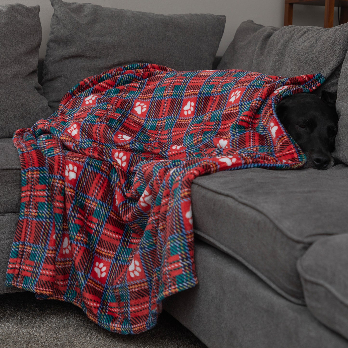 A black dog rests on a gray fabric sofa, partially covered by a red plaid blanket with teal and white paw print patterns.