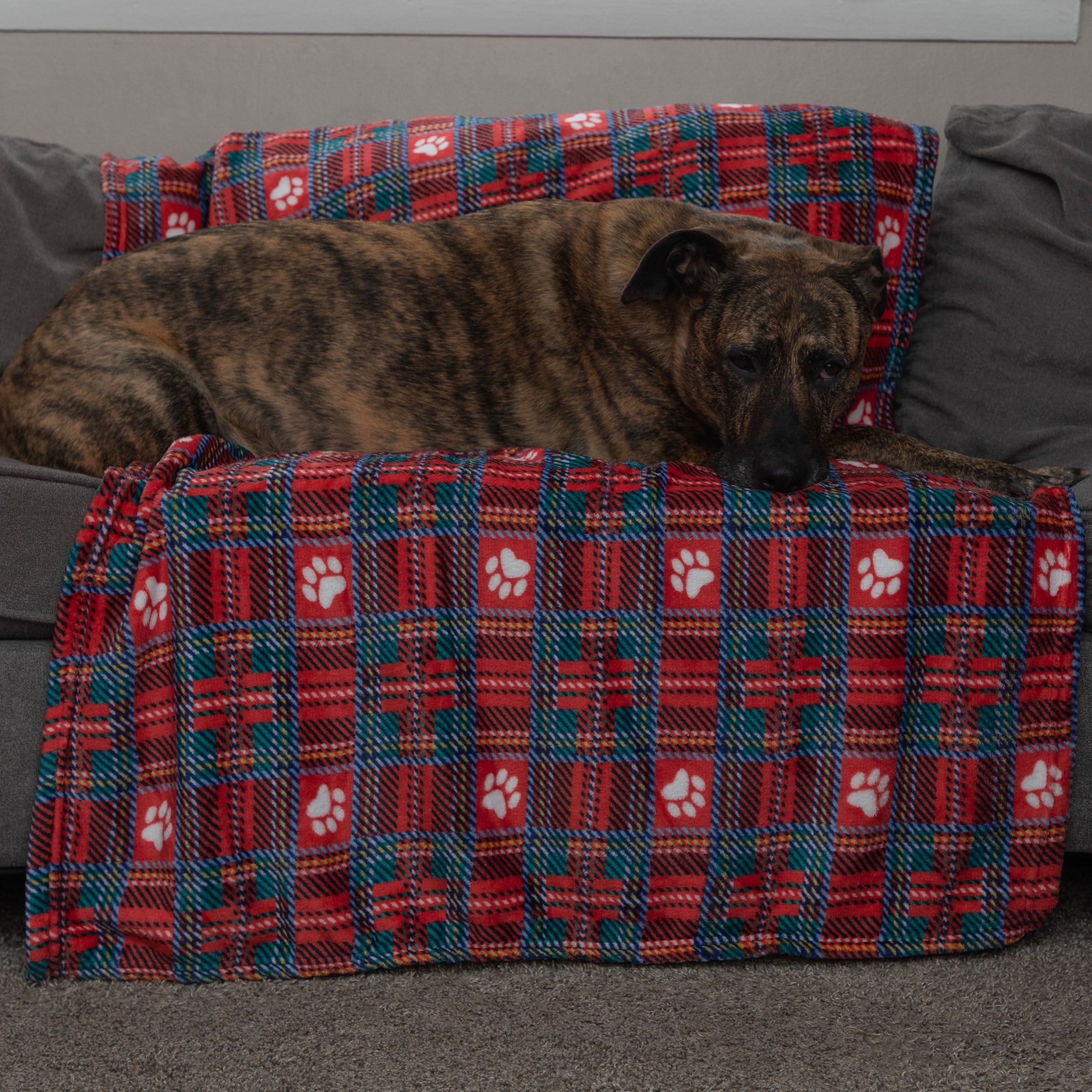 A dog lies on a red and teal plaid pet blanket with white paw prints, draped over a gray armchair in a home setting.