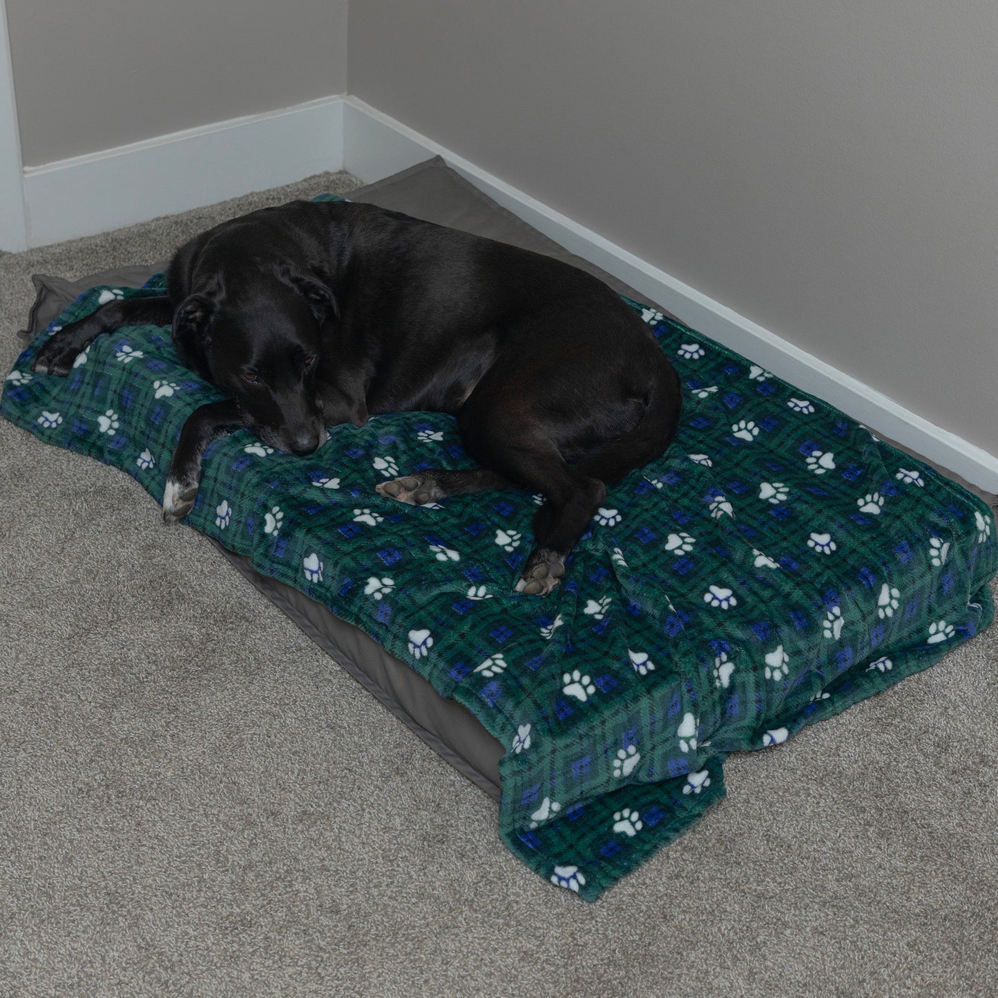 A black dog rests on a rectangular dog bed with a green plaid blanket featuring white paw prints, placed on a carpeted floor in a room corner.