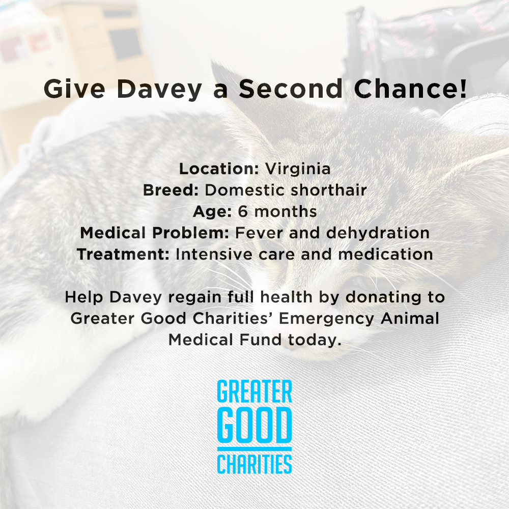Funded: Give Davey a Second Chance