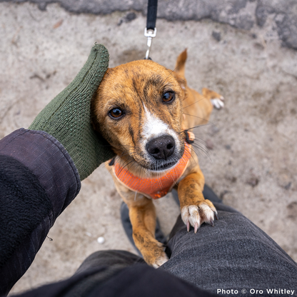 Keep Ukrainian Shelter Pets Warm & Safe