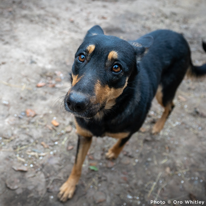 Keep Ukrainian Shelter Pets Warm & Safe