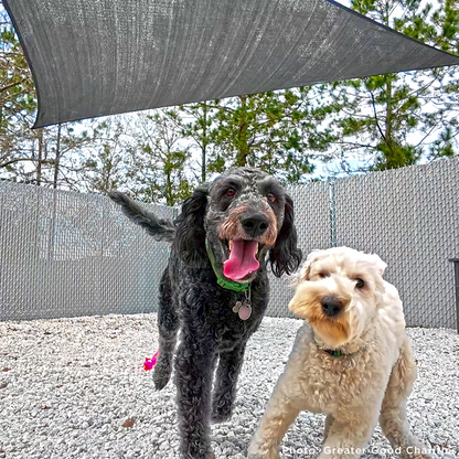 Keep Domestic Violence Victims and Their Pets Together