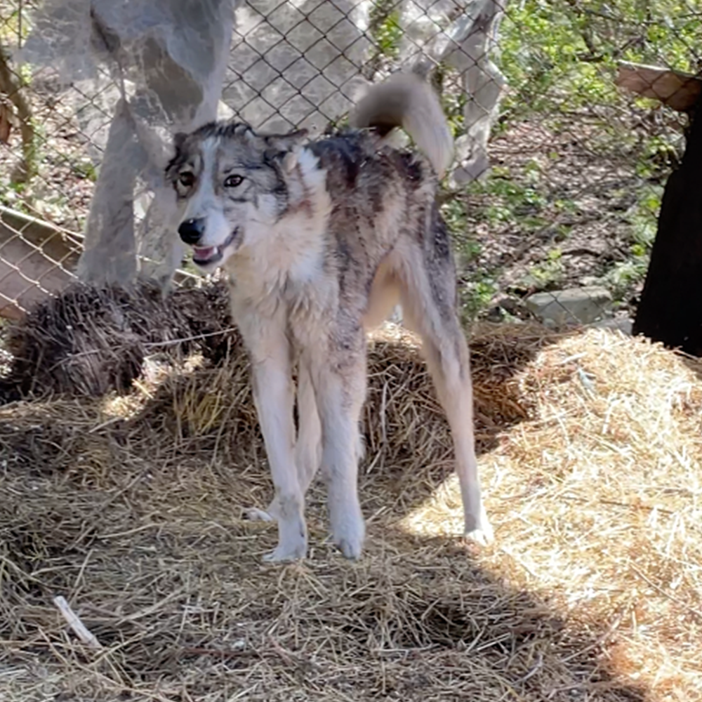 Funded: Dog Abandoned Near Frontlines with Life-Threatening Disease Needs Your Support to Survive